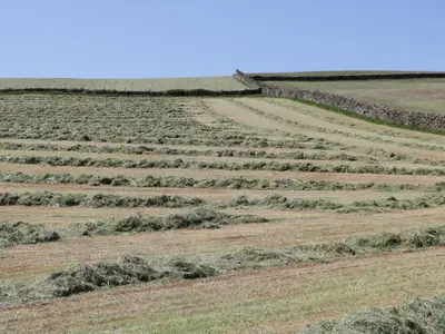 an open field with rows of plants on it at Holly in Ulverston