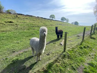 two llamas standing in a field next to a fence at Hodder Cottage in The Ribble Valley in Whalley