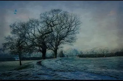 a bird flying over a field with two trees at 'Mill Cottage' Parbold in Parbold