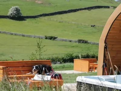 a dog sitting on a bench in a field at Cherry in Ulverston