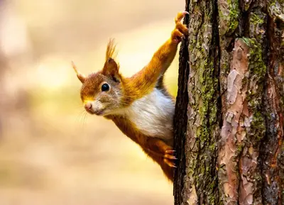 a squirrel is climbing up the side of a tree at Dora Cottage in Formby
