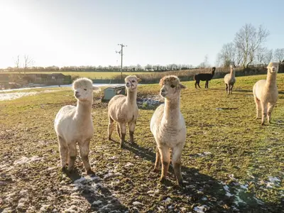 a group of sheep standing in a field at Granary in Ulverston