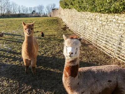 two llamas standing in a field next to a fence at Granary in Ulverston