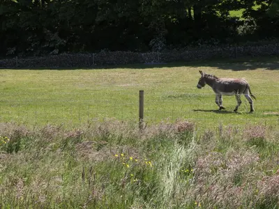 a donkey walking in a field next to a fence at Rowan in Ulverston