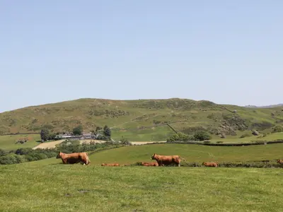 a group of cows grazing on a grassy hill at Rowan in Ulverston