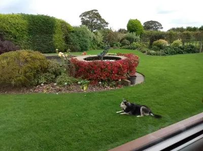 a dog laying in the grass next to a fountain at Coastal Garden Lodge in Preesall