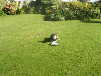 a dog laying on the grass in a yard at Coastal Garden Lodge in Preesall