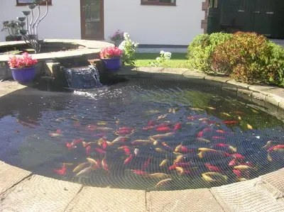 a pond with a bunch of fish in it at Coastal Garden Lodge in Preesall