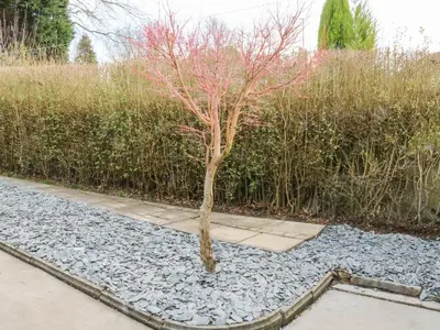 a tree in the middle of a gravel garden at Hope Cottage in Hambleton