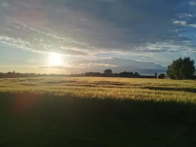 a field of tall grass with the sun in the sky at The Bakery in Pilling