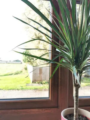 a potted plant sitting in front of a window at The Bakery in Pilling