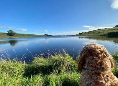 a brown dog sitting in front of a lake at Oakdean Lodge in The Ribble Valley in Whalley