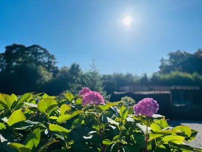 a bush with pink flowers in a garden at Oakdean Lodge in The Ribble Valley in Whalley