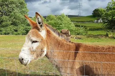 a brown donkey standing behind a wire fence at Halsteads: peaceful location, stunning views in Soutergate