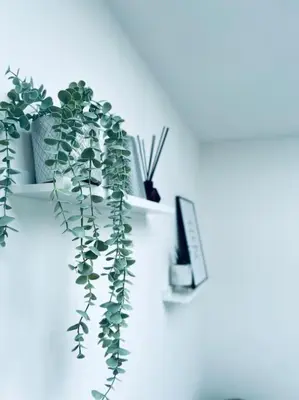a white shelf with a potted plant on it at Contemporary studio apartment in Pemberton
