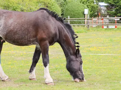 a brown horse grazing in a field of grass at Meols Holiday Lodge in Wirral