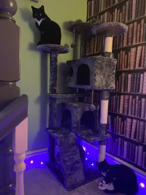two cats sitting on a cat tower in a room at Tuebrook Towers in Liverpool